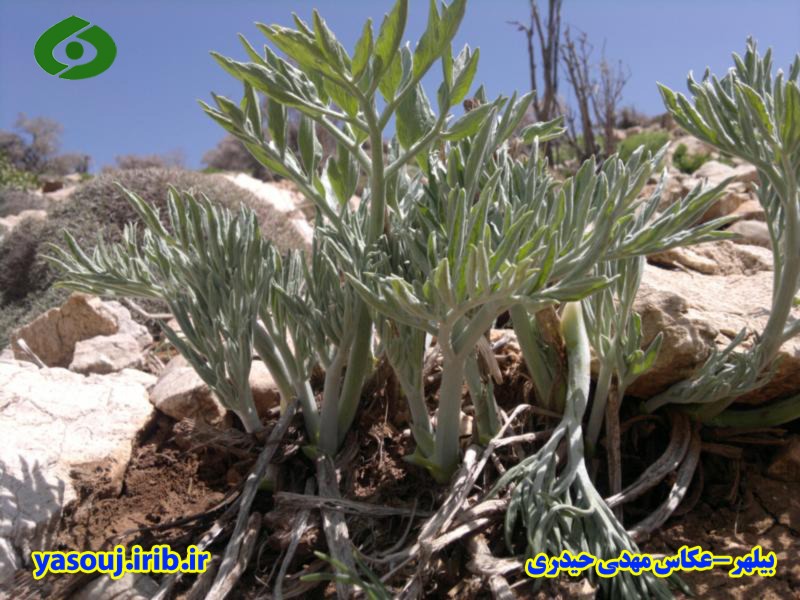 بیلهر